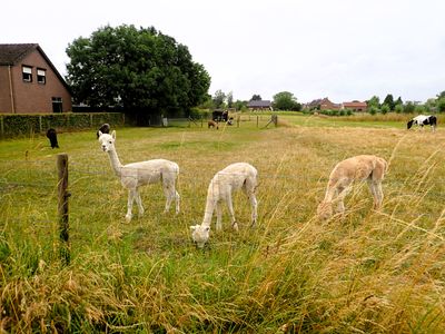 Stage 22: Alpacas