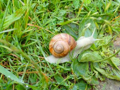 Stage 23: Roman snail