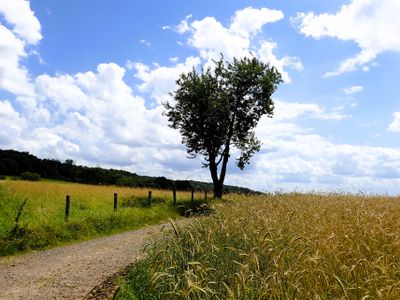 Stage 23: Lone tree