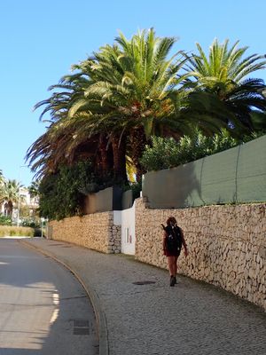Palm trees