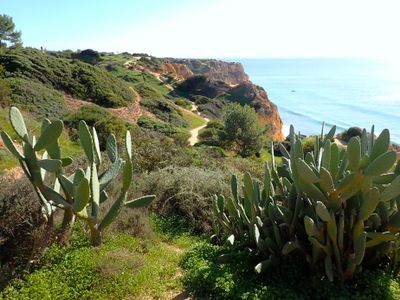 Cacti on the coast