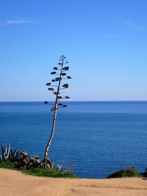 Agave