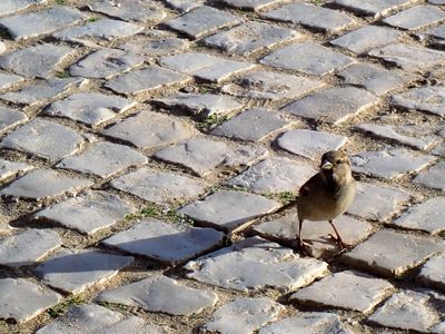 Sparrow