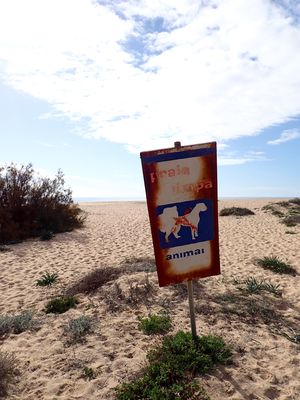 No dogs allowed