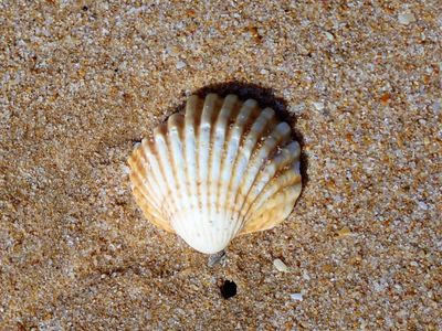 Venus clam
