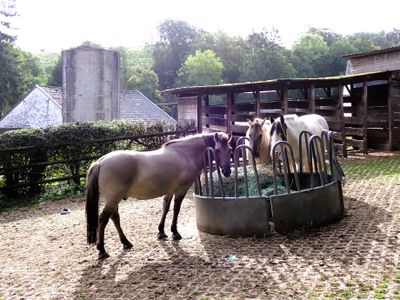 Stage 1: Horses