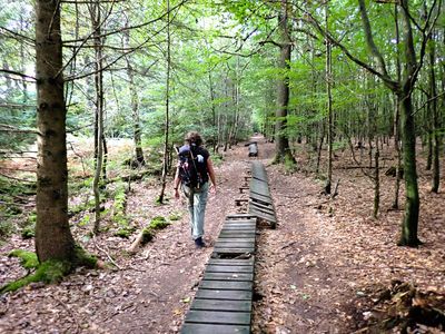 Stage 2: Forest hike