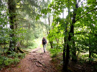 Stage 2: Through the woods