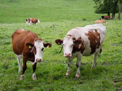 Stage 3: Two cows