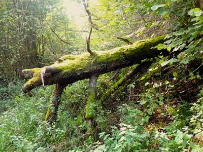 Eifelsteig, Germany (Sep - Oct 2023)