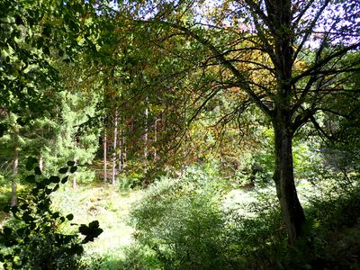 Stage 4: Forest glade