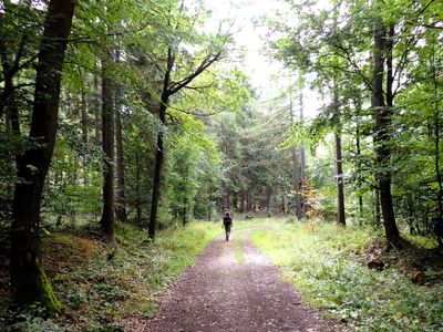 Stage 5: Forest road