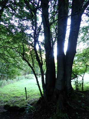 Eifelsteig, Germany (Sep - Oct 2023)