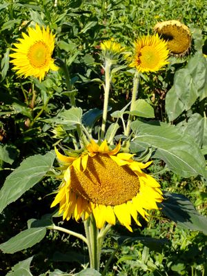 Stage 6: Sunflowers