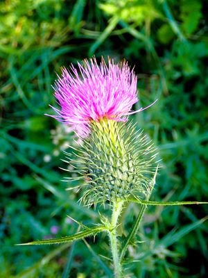 Stage 6: Thistle