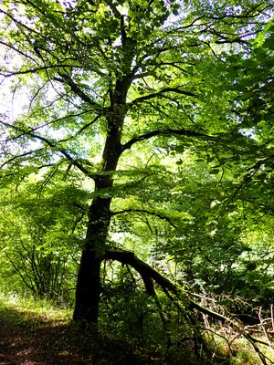 Stage 7: Tree