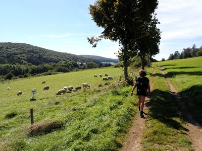 Stage 8: Passing sheep