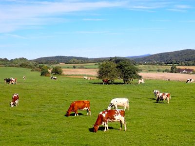 Cattle Objects