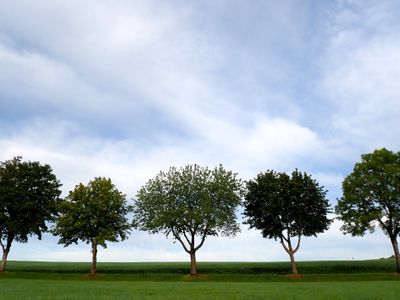 Stage 9: Row of trees