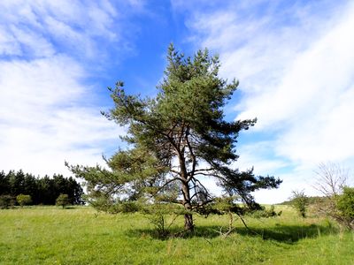 Stage 9: Pine tree