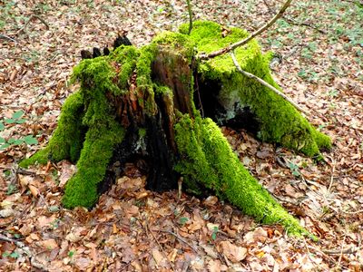 Stage 10: Tree stump