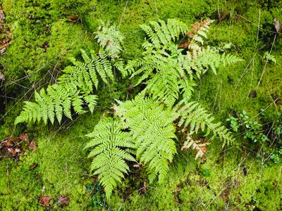 Stage 11: Fern