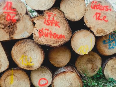 Stage 11: Felled trees
