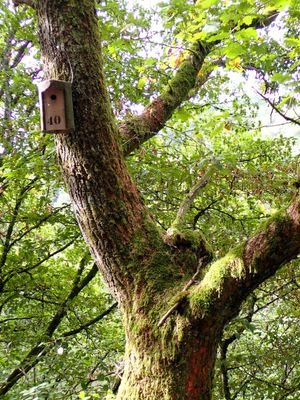 Stage 11: Nest box