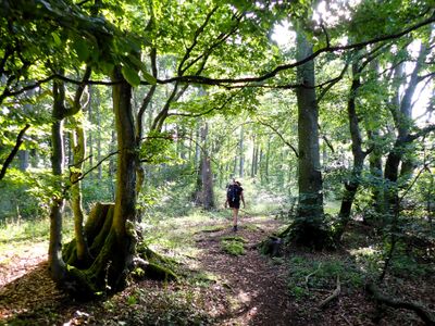 Stage 9: Forest hike