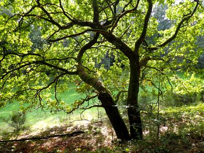 Stage 12: Tree