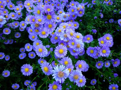 Flower Objects