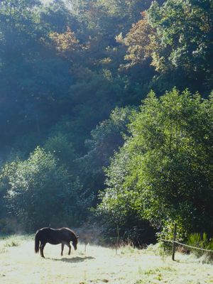 Equus Objects