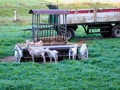 Sheep Goat Objects