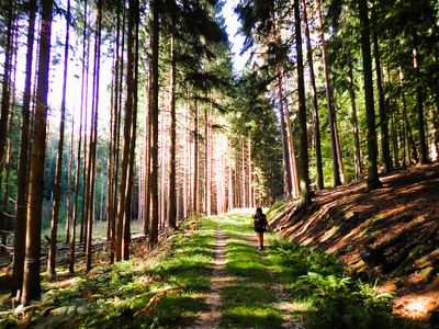 Stage 14: Wiesenwald