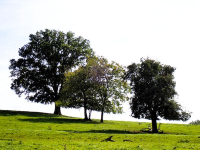 Tree Objects