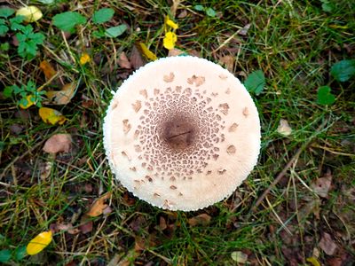 Fungi Objects