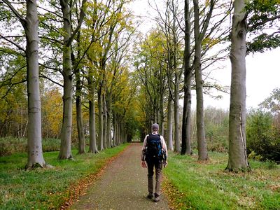 Stage 2: Beech path