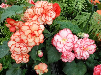 Pieces of Christchurch