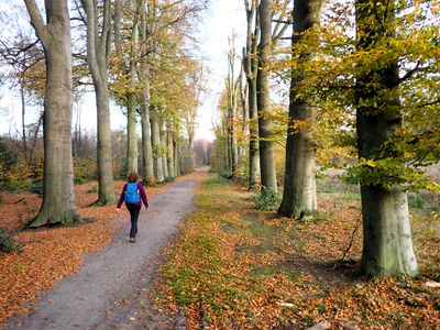 Stage 7: Beech alley