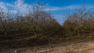 GOLAN heights