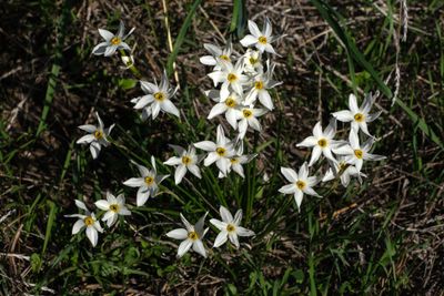 Early WINTER Flowers