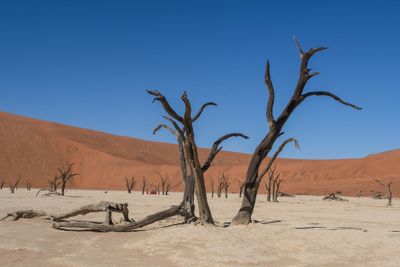 NAMIB DESERT