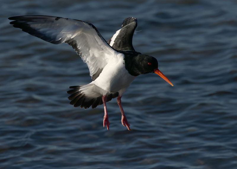 Oystercatcher1.jpg