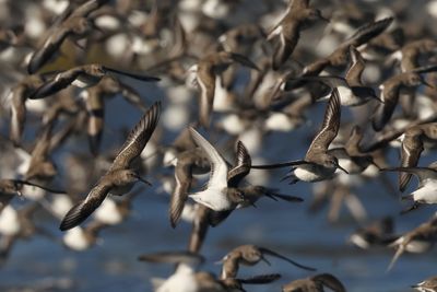 Dunlin