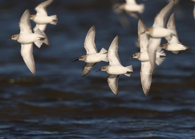 Dunlin