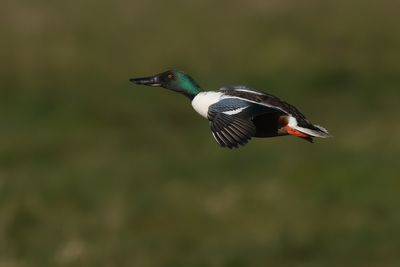 Shoveler