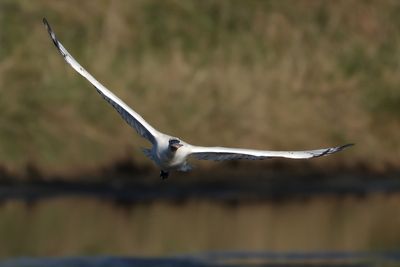 Spoonbill
