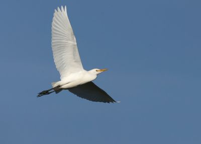 Cattle Egret