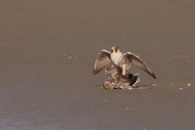 Peregrine Falcon on a Gadwall