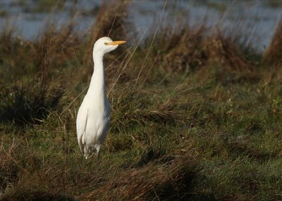 Cattle Egret